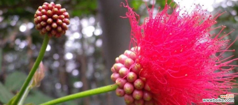 绒花的神秘语言与深意 绒花之美