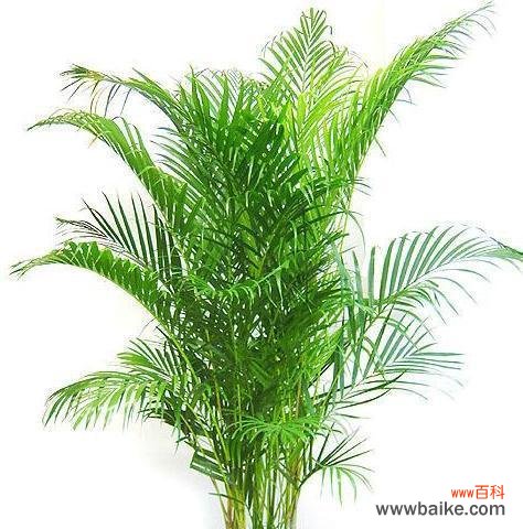 探索以散尾葵开花的奇妙寓意与迹象 以散尾葵会开花吗开花的寓意与兆头