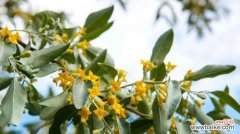 探索沙枣花的象征与内涵 以沙枣花的花语和寓意