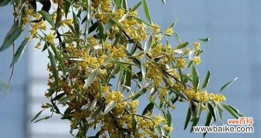 探索沙枣花的象征与内涵 以沙枣花的花语和寓意