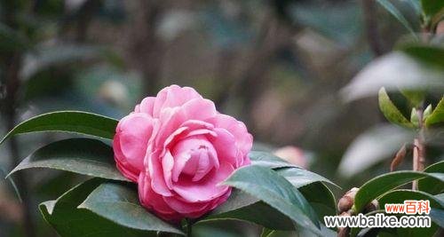 山茶花的象征意义及传承 山茶花