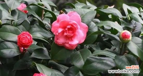 山茶花的象征意义及传承 山茶花