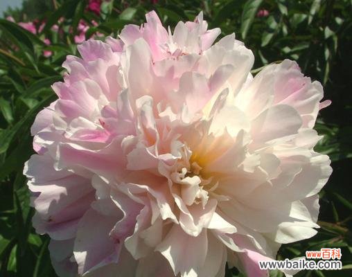 揭示芍药花的文化内涵与情感表达 芍药花的象征意义与寓意