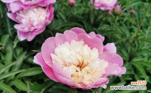 揭示芍药花的文化内涵与情感表达 芍药花的象征意义与寓意