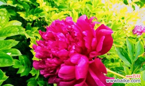 揭示芍药花的文化内涵与情感表达 芍药花的象征意义与寓意