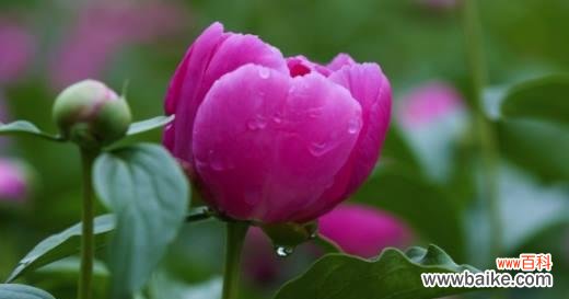 探寻芍药花的花语之谜 芍药花