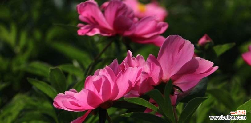 探寻芍药花的花语之谜 芍药花