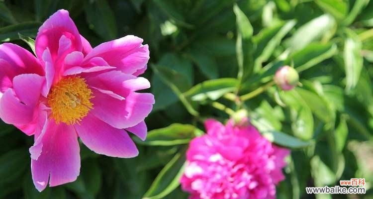 探究芍药花的各种花语与象征意义 芍药花的花语及代表意义