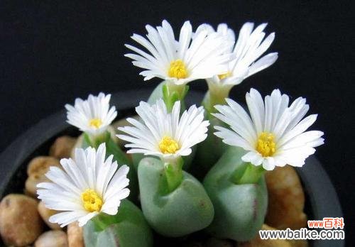 以生石花开花的意义和象征 生石花开花的寓意及含义