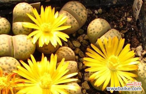 以生石花开花的意义和象征 生石花开花的寓意及含义