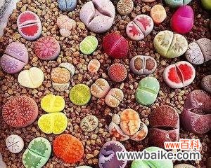 以生石花开花的意义和象征 生石花开花的寓意及含义