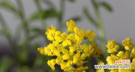 解读十字花科植物的形态与特性 十字花科代表植物的主要特征