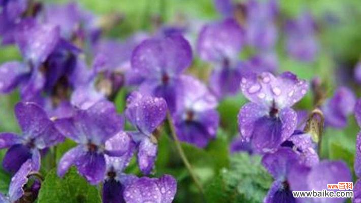 解读十字花科植物的形态与特性 十字花科代表植物的主要特征