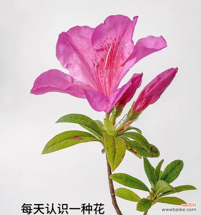 探寻杜鹃花的美与吉祥 杜鹃花的寓意和象征风水