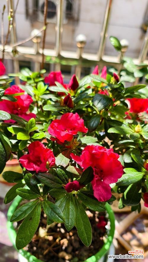 探寻杜鹃花的美与吉祥 杜鹃花的寓意和象征风水