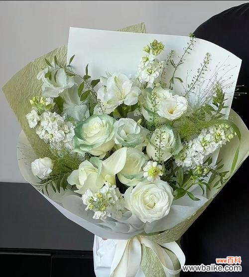 揭开白色玫瑰背后的秘密——情感 白色玫瑰的象征意义及深层含义