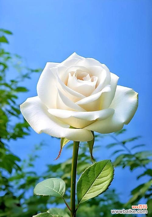 揭开白色玫瑰背后的秘密——情感 白色玫瑰的象征意义及深层含义