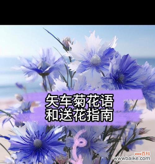 探索矢车菊每个颜色的花语 矢车菊花语揭示的七种颜色的意义