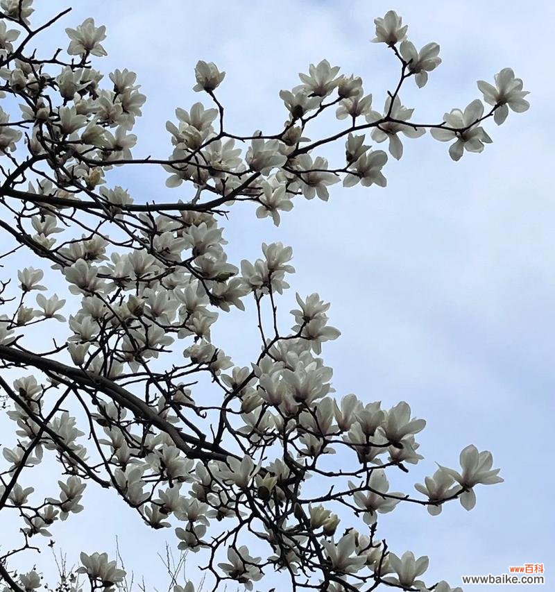 告别束缚 放手的花语——牵牛花的含义