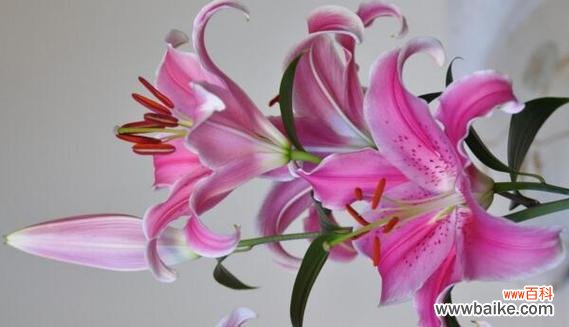 揭秘小邹菊花神秘的象征意义与相关传说 小邹菊花的传说与花语之谜