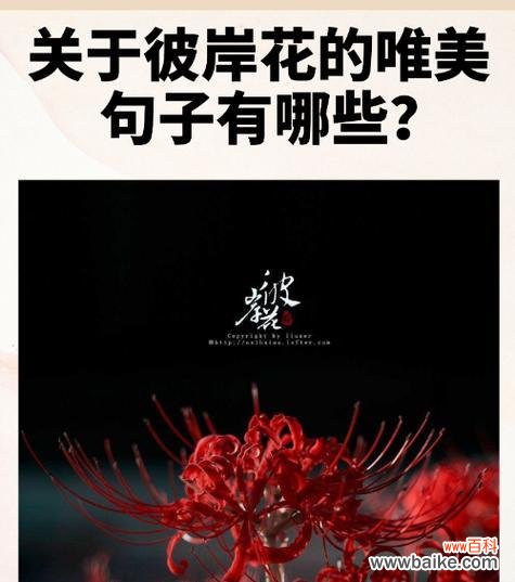 探索彼岸花的寓意和文化内涵 彼岸花