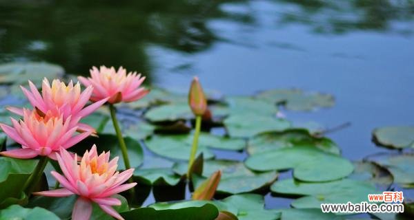 自然之美 睡莲的寓意和象征风水