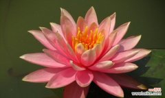 自然之美 睡莲的寓意和象征风水