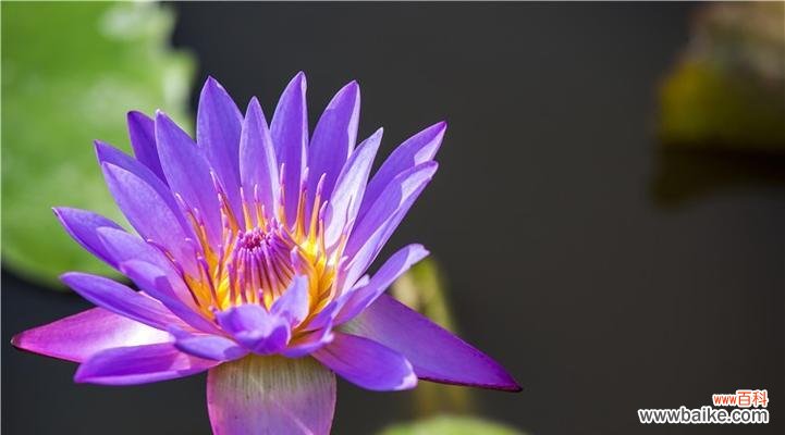 探寻睡莲花语的深层含义 睡莲花语之美