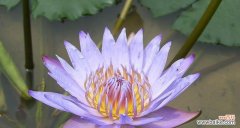 一朵盛开在水中的奇葩 睡莲的花语与象征意义