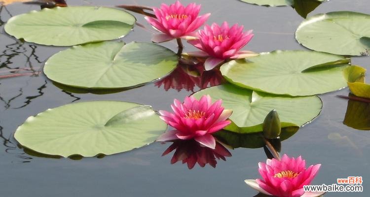 一朵盛开在水中的奇葩 睡莲的花语与象征意义