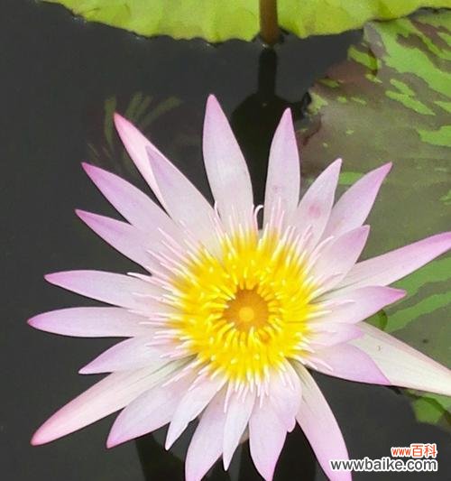 揭示睡莲花语的深层内涵 睡莲花语之寓意与象征