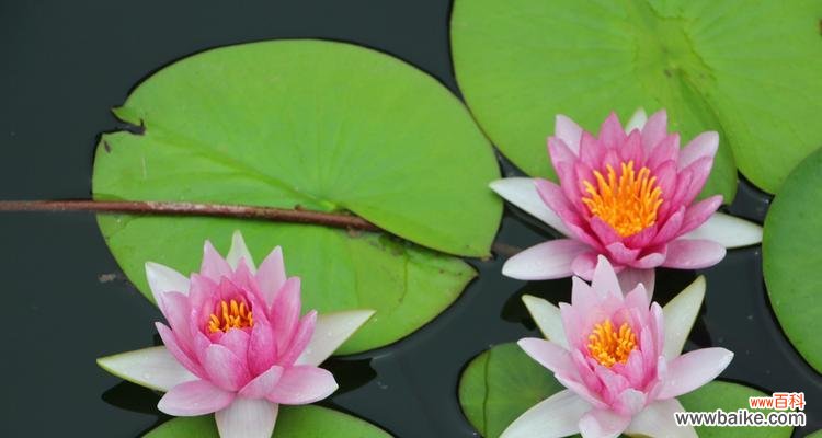 揭示睡莲花语的深层内涵 睡莲花语之寓意与象征