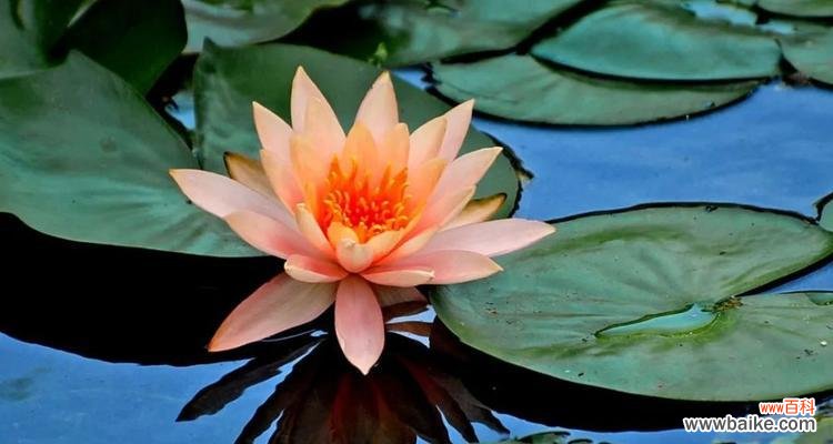 探寻睡莲的美丽与内涵 睡莲的寓意