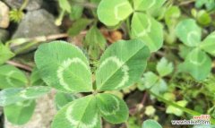 探寻四叶草的起源与传说 四叶草的象征意义与神秘力量