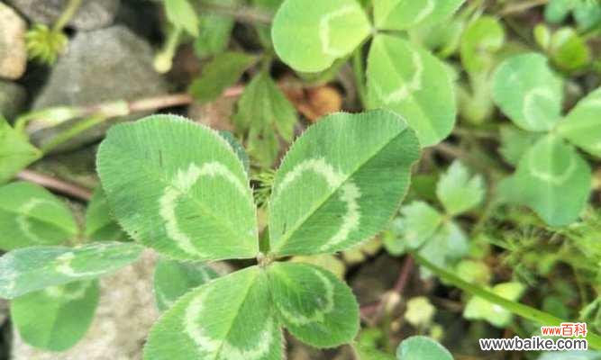 探寻四叶草的起源与传说 四叶草的象征意义与神秘力量