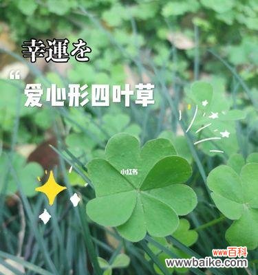 探寻四叶草的起源与传说 四叶草的象征意义与神秘力量