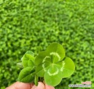 解读四叶草带来的幸运与祝福 四叶草的象征意义与传说