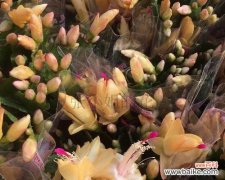 追寻芬芳世界的四季之旅 四季花开，代表永恒之美