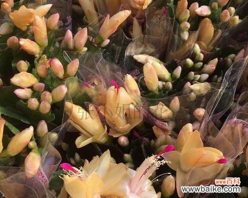 追寻芬芳世界的四季之旅 四季花开,代表永恒之美