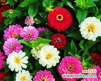 追寻芬芳世界的四季之旅 四季花开,代表永恒之美