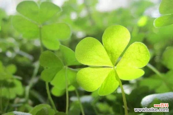 四叶草代表着幸福与希望的美丽符号 四叶草的爱情花语——寻找幸福的奇迹