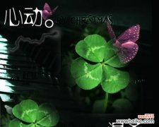 四叶草代表着幸福与希望的美丽符号 四叶草的爱情花语——寻找幸福的奇迹