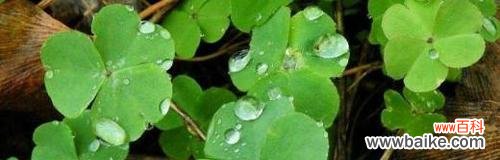 寓意吉祥与幸运的四叶草 四叶草的花语与传说