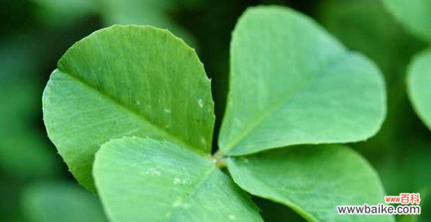 揭秘四叶草的象征意义及传说背后的真相 四叶草的花语
