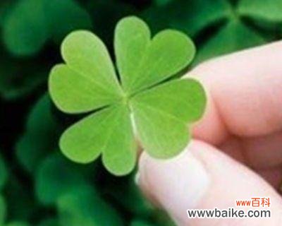 揭秘四叶草的象征意义及传说背后的真相 四叶草的花语