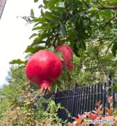 古老的寓意在现代生活中的延续 石榴树的象征意义