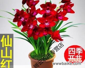 探寻石斛兰的神秘之美 石斛兰的花语与寓意