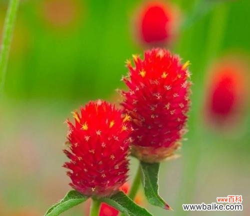 用鲜花传递永恒的爱意 爱情永恒