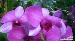 用鲜花传递永恒的爱意 爱情永恒