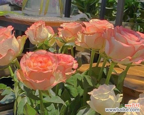 探寻花朵背后的深情 花语暗恋的含义与表达方式